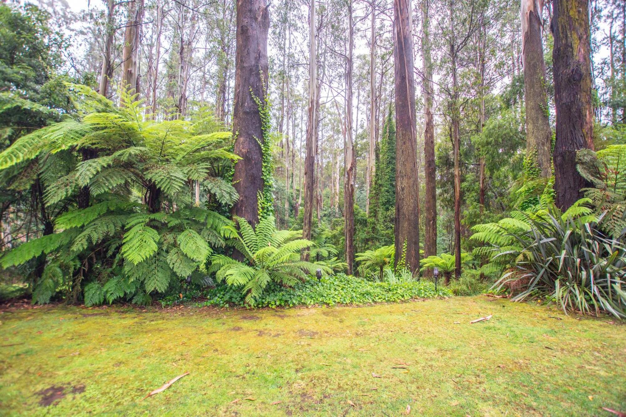 The Fernglen Forest Retreat Mount Dandenong Dış mekan fotoğraf