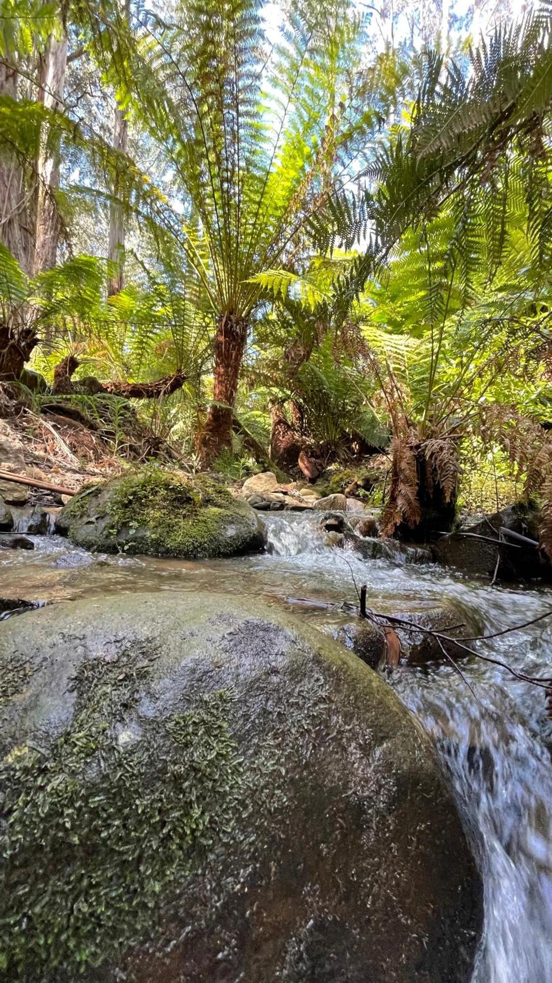 The Fernglen Forest Retreat Mount Dandenong Dış mekan fotoğraf