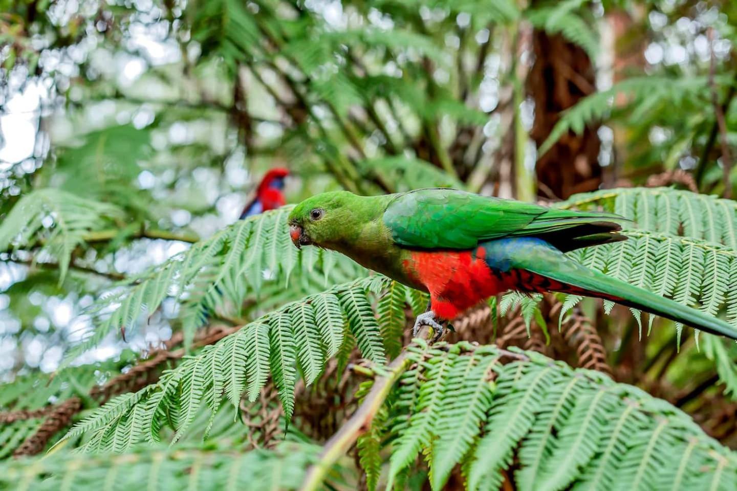 The Fernglen Forest Retreat Mount Dandenong Dış mekan fotoğraf